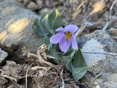 Viola trinervata