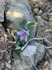 Viola trinervata