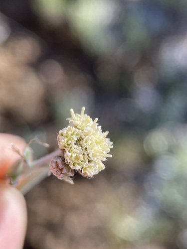 Image of Antennaria stenophylla by (c) Matt Berger, some rights reserved (CC BY)