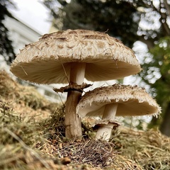 Chlorophyllum