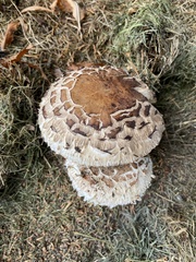 Chlorophyllum
