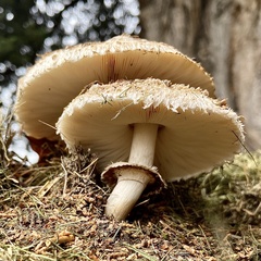 Chlorophyllum