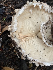 Chlorophyllum
