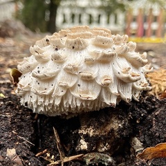 Chlorophyllum