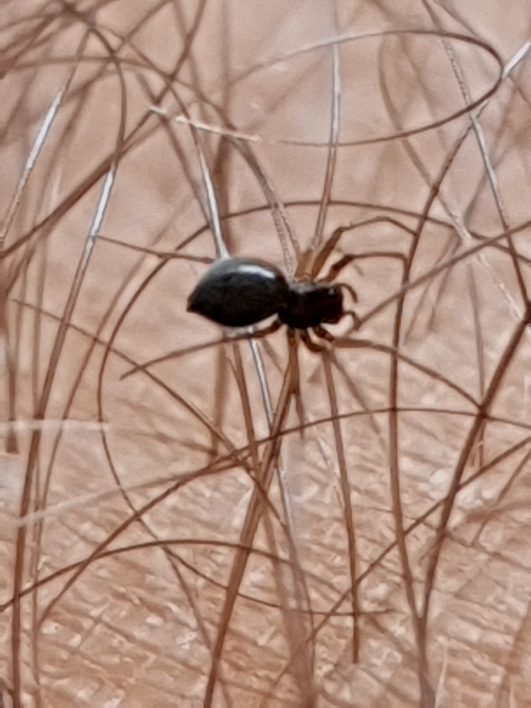 Australian Money Spiders