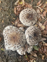 Chlorophyllum