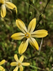 Triteleia ixioides