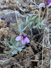 Viola trinervata