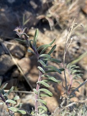 Penstemon gairdneri
