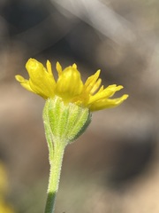 Nestotus stenophyllus