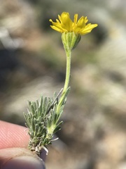 Nestotus stenophyllus