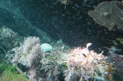 Holopsamma laminaefavosa