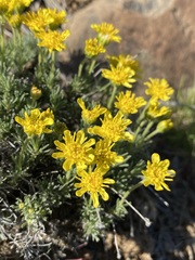 Nestotus stenophyllus