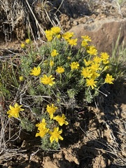 Nestotus stenophyllus