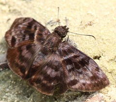 Ebrietas anacreon