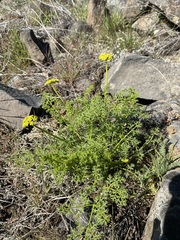 Cymopterus terebinthinus