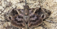 Ebrietas anacreon