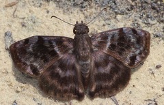 Ebrietas anacreon