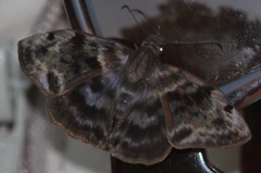 Ebrietas anacreon