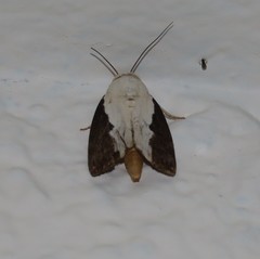 Tathothripa continua