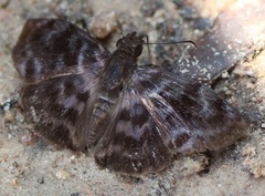 Ebrietas anacreon