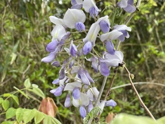Wisteria