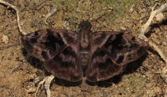 Ebrietas anacreon