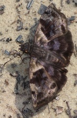 Ebrietas anacreon