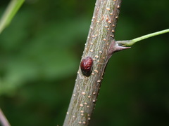 Parthenolecanium corni