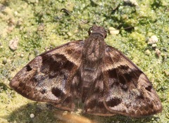 Ebrietas anacreon