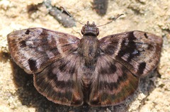 Ebrietas anacreon