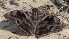 Ebrietas anacreon