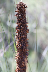 Xanthorrhoea acaulis