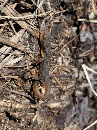 Roughskin Newt