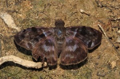 Ebrietas anacreon