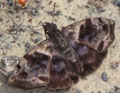 Ebrietas anacreon
