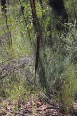 Xanthorrhoea acaulis