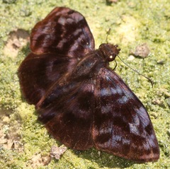 Ebrietas evanidus
