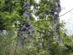 Wisteria
