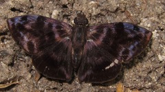Ebrietas evanidus