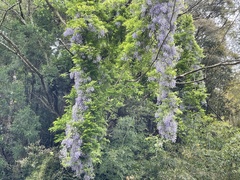 Wisteria