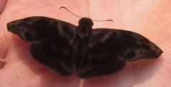 Ebrietas evanidus