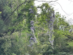 Wisteria