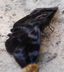 Ebrietas evanidus