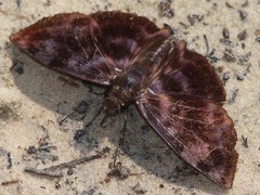 Ebrietas infanda