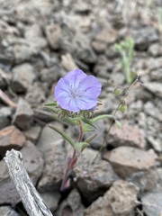 Phacelia linearis