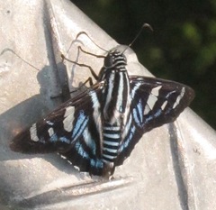 Elbella azeta
