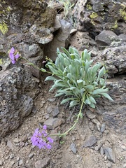 Phoenicaulis cheiranthoides