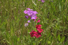 Phlox drummondii
