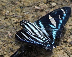Jemadia hospita